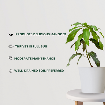 Avocado tree sapling - grafted variety